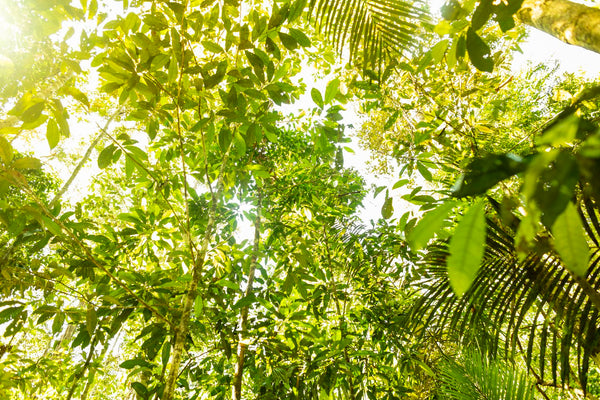 Amazônia #1 - Altitude Galeria