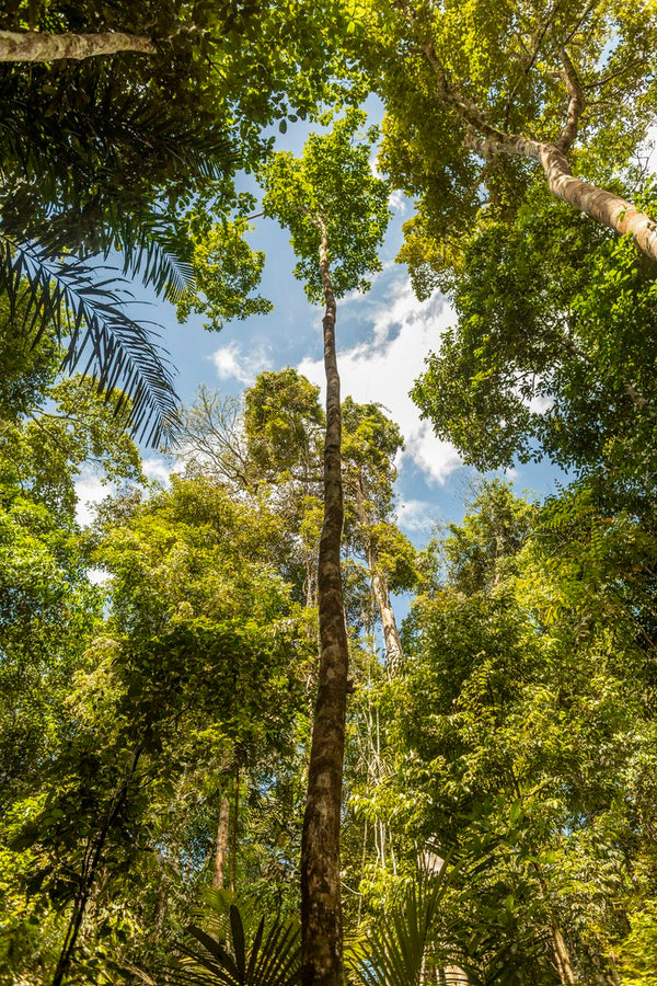 Amazônia #4 - Altitude Galeria