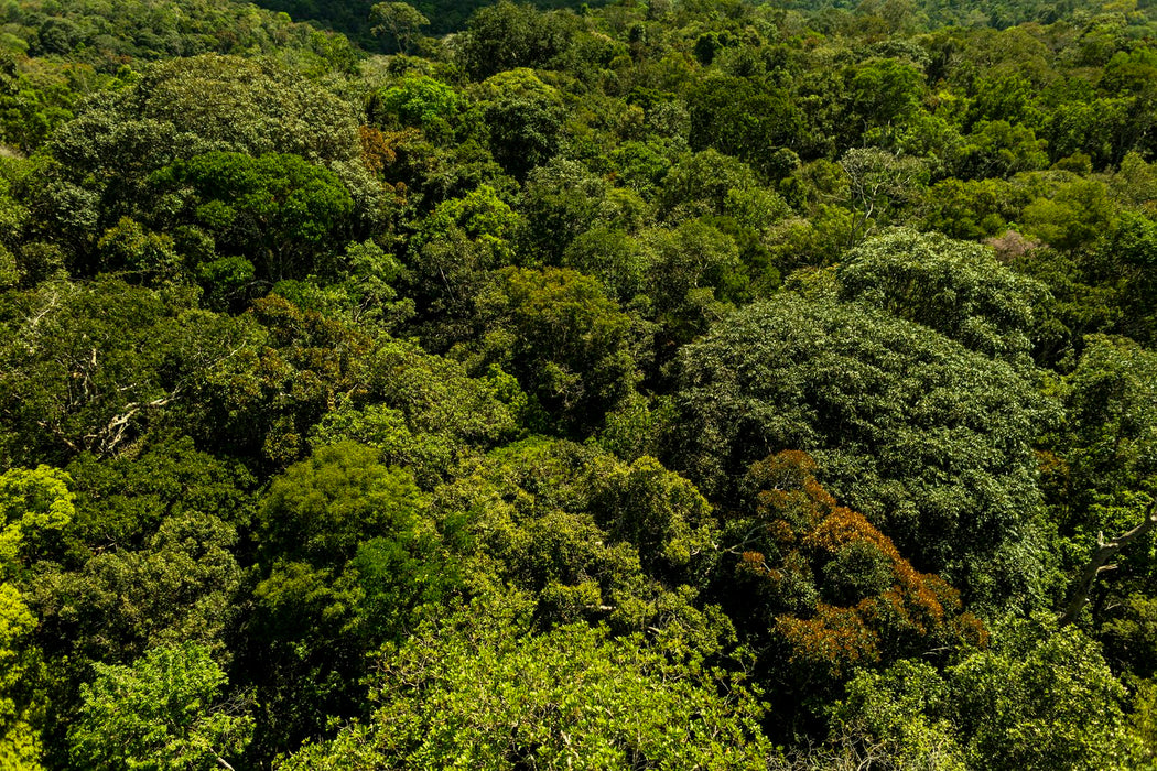 Amazônia #5 - Altitude Galeria
