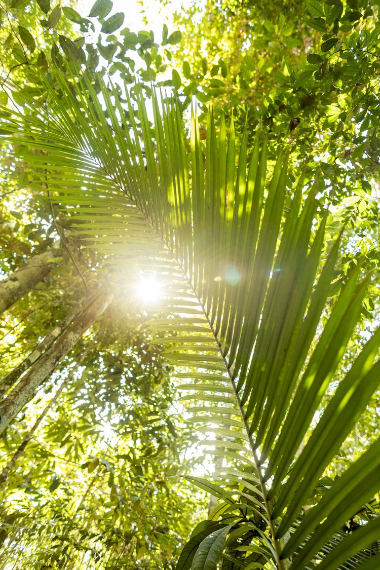 Amazônia #6 - Altitude Galeria
