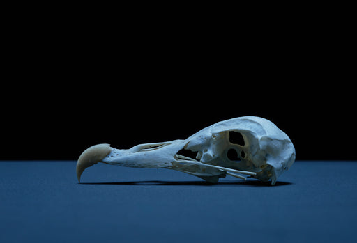 Skull 1 - Altitude Galeria