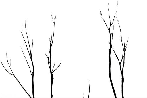 Árvores 03 - Altitude Galeria