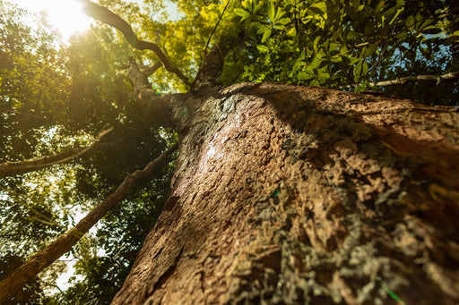 Amazônia #10