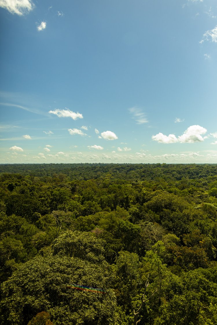 Amazônia #11