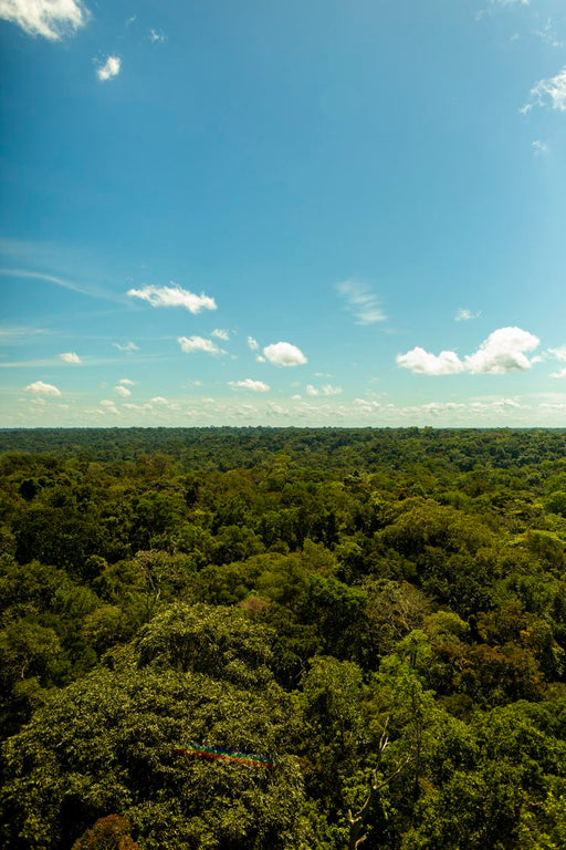 Amazônia #11