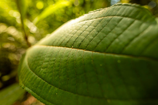 Amazônia #13