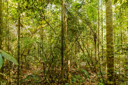 Amazônia #15