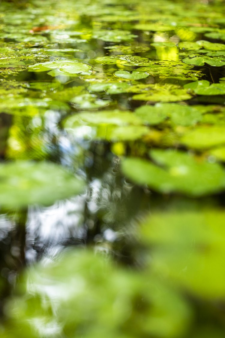 Amazônia #3