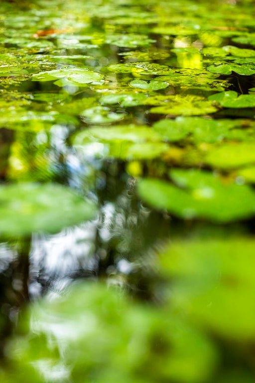 Amazônia #3