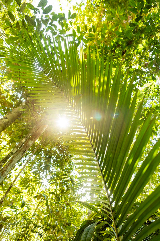 Amazônia #6