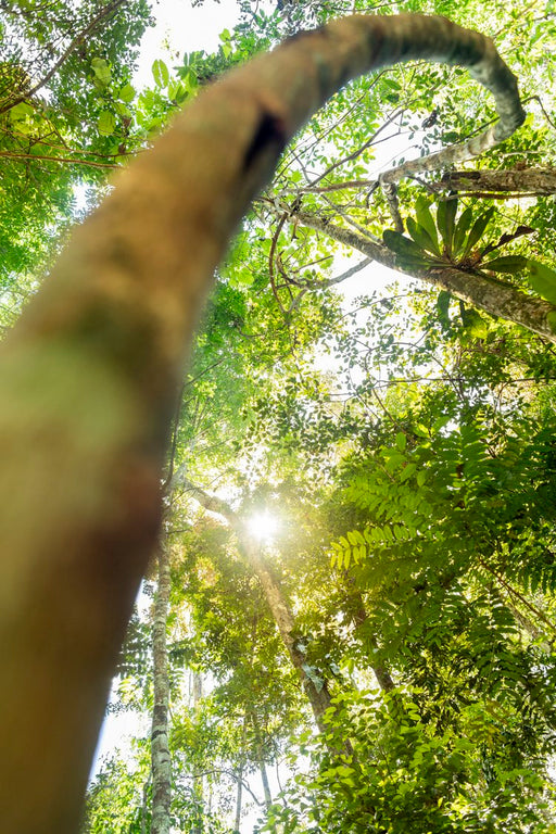 Amazônia #7