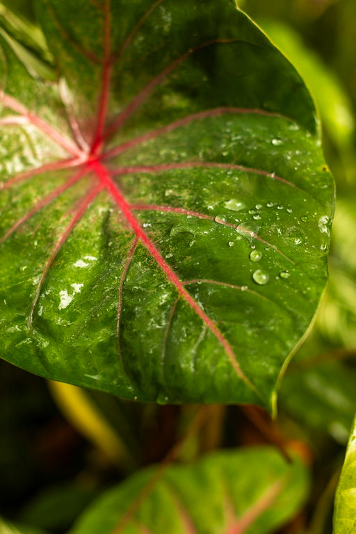 Amazônia #8