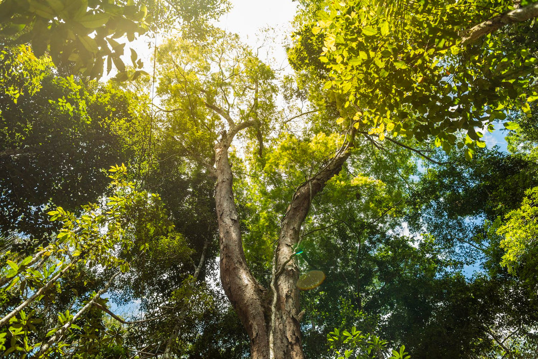 Amazônia #9