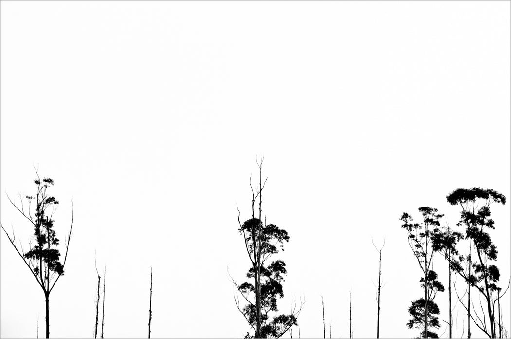 Árvores 01 - Altitude Galeria