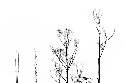 Árvores 02 - Altitude Galeria