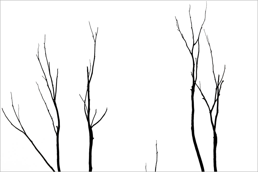 Árvores 03 - Altitude Galeria