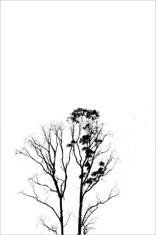 Árvores 05 - Altitude Galeria