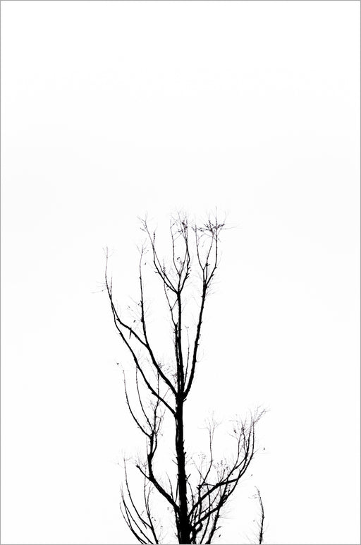 Árvores 06 - Altitude Galeria